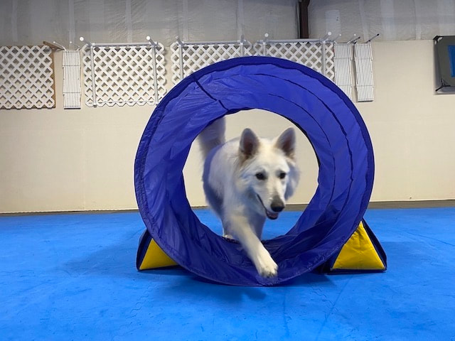 K9 hoopers dog in tunnel