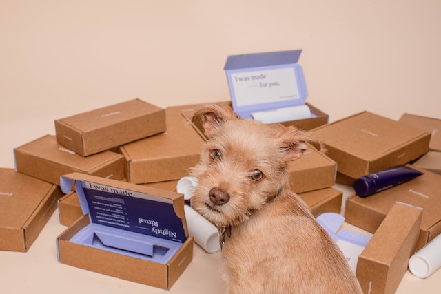 Fun Scent games dog searching in boxes